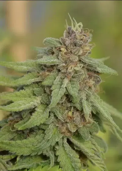 Moonshadow by Norstar Genetics, Photoperiod cannabis strain