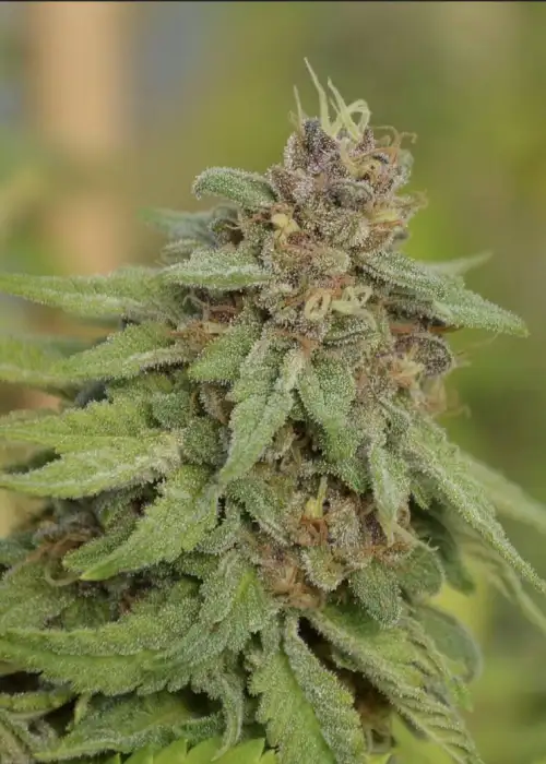 Moonshadow by Norstar Genetics, Photoperiod cannabis strain