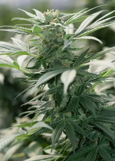 Morning Star Regular by Freedom of Seeds cannabis strain