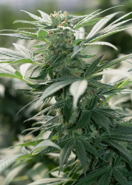 Morning Star Regular by Freedom of Seeds cannabis strain