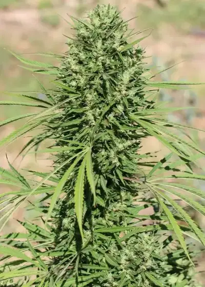 Moroccan Beldia Kif by ACE Seeds, Photoperiod cannabis strain