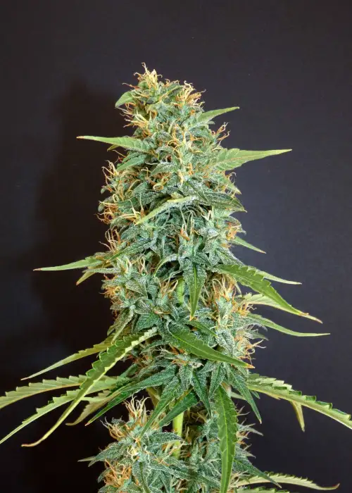 Moroccan Beldia by Khalifa Genetics, Autoflower cannabis strain