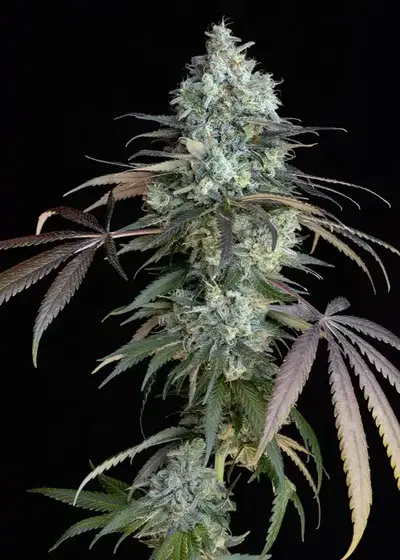 Morositax by Art Genetix, Photoperiod cannabis strain