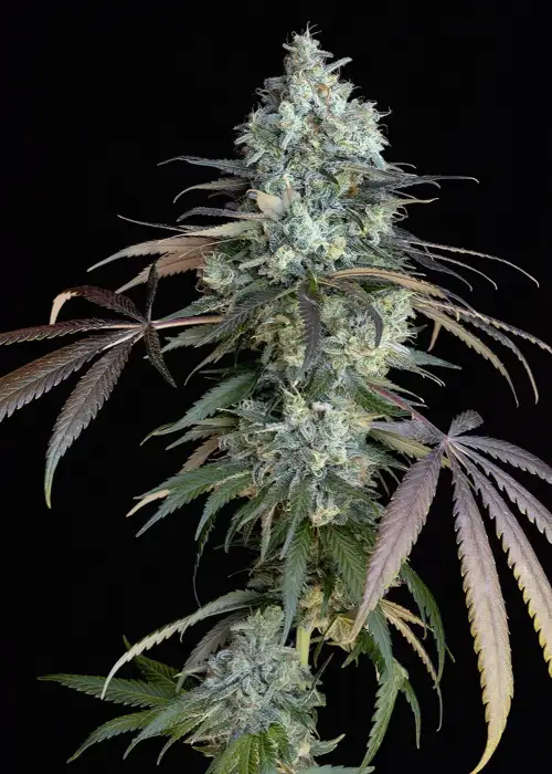 Morositax by Art Genetix, Photoperiod cannabis strain