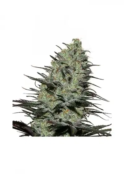 Morpheus by Buddha Seeds, Photoperiod cannabis strain