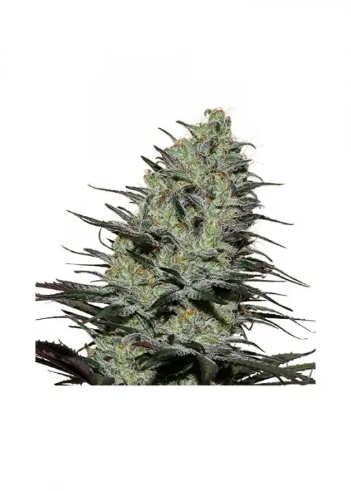 Morpheus by Buddha Seeds, Photoperiod cannabis strain