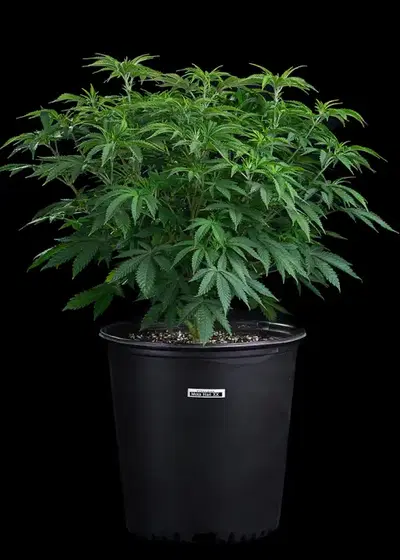 Mota Hari by Brothers Grimm Seeds, Photoperiod cannabis strain