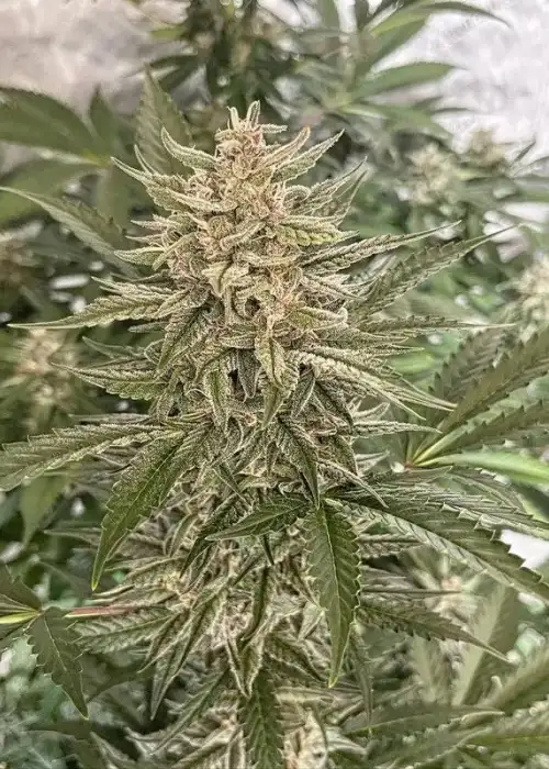 Moth Man by Gnome Automatics, Autoflower cannabis strain