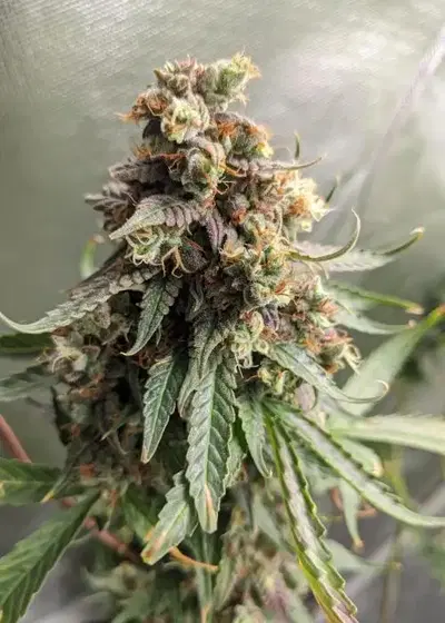 Mothership by Happy Bird Seeds, Autoflower cannabis strain