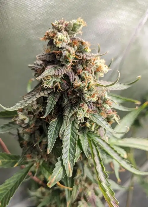Mothership by Happy Bird Seeds, Autoflower cannabis strain
