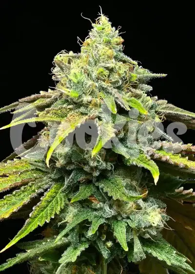 Motor City by Cookies Seed Bank, Photoperiod cannabis strain