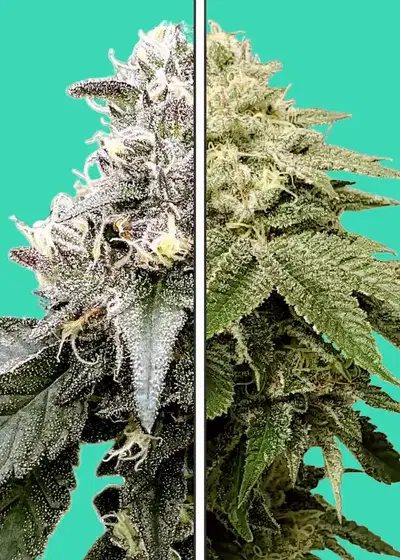 Motorbreath x Red Velvet by Nupeddler, Photoperiod cannabis strain