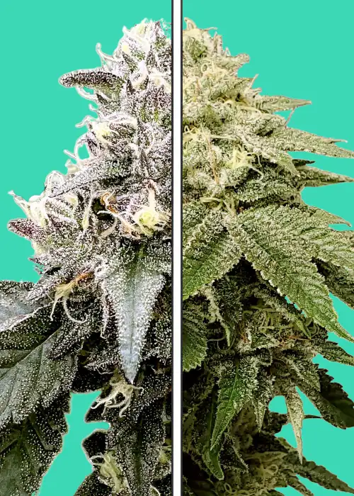 Motorbreath x Red Velvet by Nupeddler, Photoperiod cannabis strain