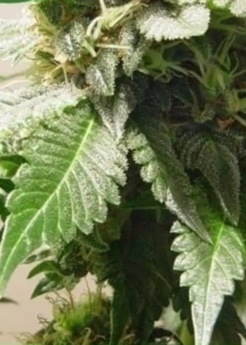 Mount Cook by Kiwi Seeds, Photoperiod cannabis strain