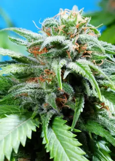 Mountain Jam by DJ Short, Photoperiod cannabis strain