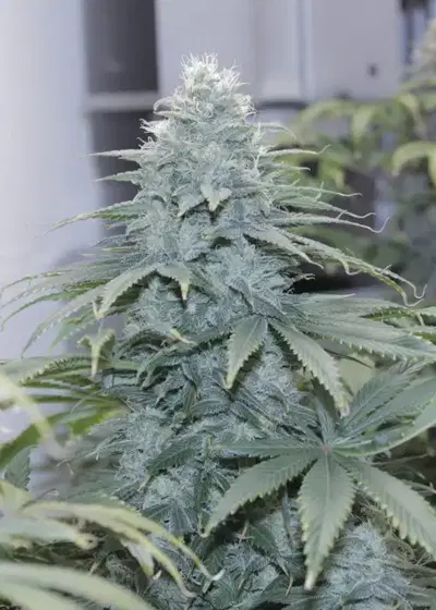 Mountain Temple by Bodhi Seeds, Photoperiod cannabis strain
