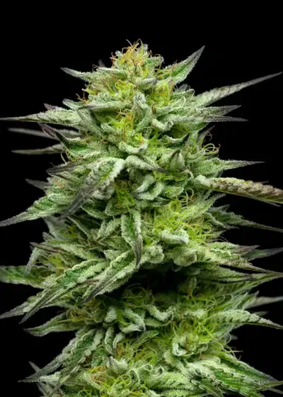 Mountaintop Mint by Humboldt Seed Company, Photoperiod cannabis strain