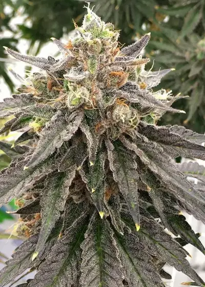 Mouse Trap by Rare Dankness, Photoperiod cannabis strain