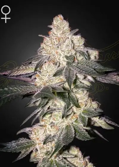 Moweeto by Green House Seed Co., Photoperiod cannabis strain