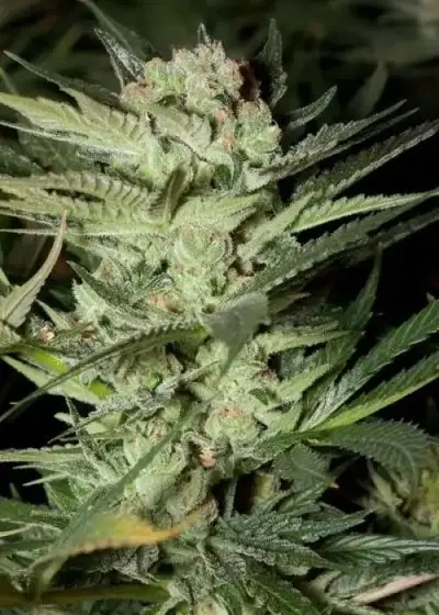 Mozzarella by G13 Labs, Photoperiod cannabis strain