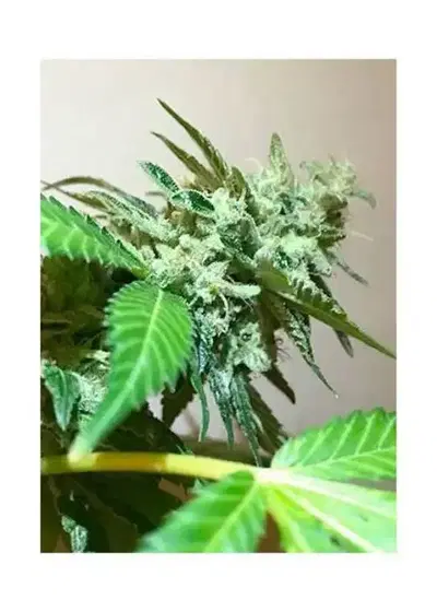 Mr. 420K by Mr. Hide Seeds, Photoperiod cannabis strain
