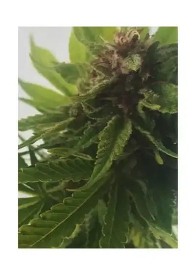 Mr. Big Candy by Mr. Hide Seeds, Photoperiod cannabis strain