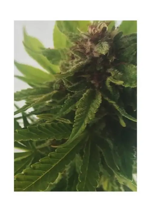 Mr. Big Candy by Mr. Hide Seeds, Photoperiod cannabis strain