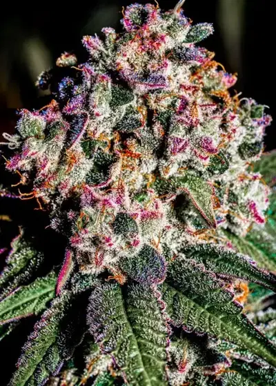 Mr. Big Mac S1 by CopyCat Genetics, Photoperiod cannabis strain