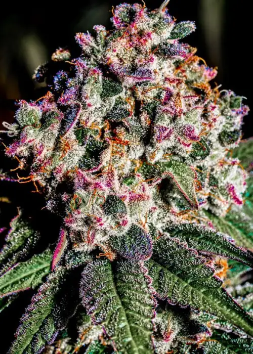 Mr. Big Mac S1 by CopyCat Genetics, Photoperiod cannabis strain
