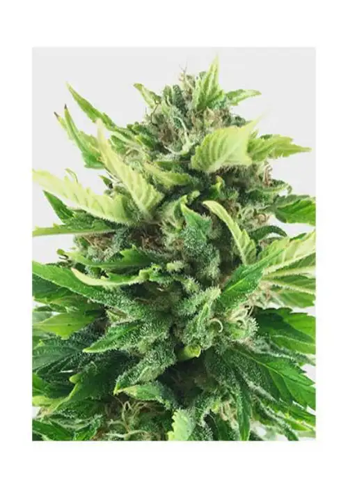 Mr. Black Banana by Mr. Hide Seeds, Photoperiod cannabis strain
