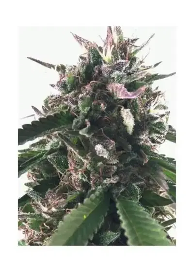 Mr Blueberry Bud regular by Mr. Hide Seeds, Photoperiod cannabis strain