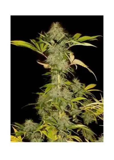 Mr. California Pearl by Mr. Hide Seeds, Photoperiod cannabis strain