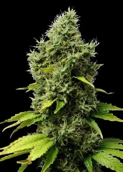Mr.Fix by VIP Seeds, Photoperiod cannabis strain