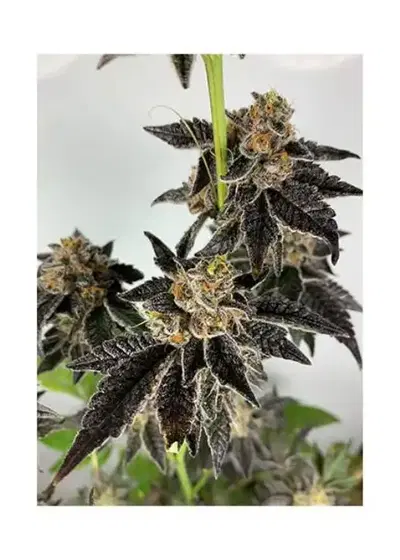 Mr. Gelato Ice by Mr. Hide Seeds, Photoperiod cannabis strain