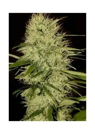 Mr. Jack Mass by Mr. Hide Seeds, Photoperiod cannabis strain