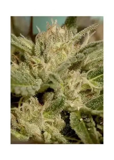 Mr Jekyll Kush by Mr. Hide Seeds, Photoperiod cannabis strain