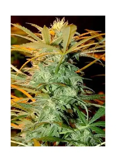 Mr. Kritical Mass regular by Mr. Hide Seeds, Photoperiod cannabis strain