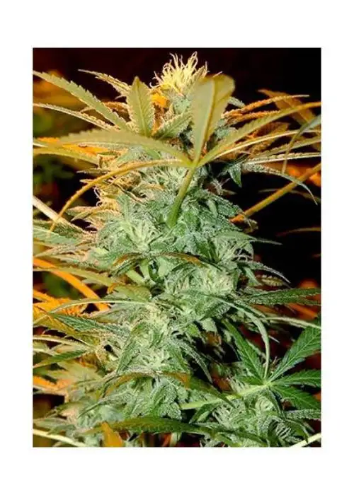 Mr. Kritical Mass regular by Mr. Hide Seeds, Photoperiod cannabis strain