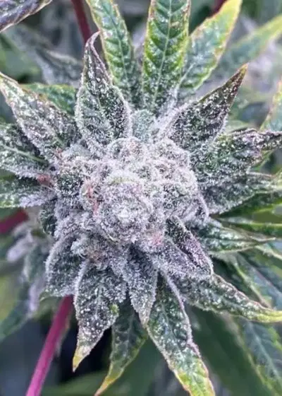 Mr. Sherbet Pops by Mr. Hide Seeds, Photoperiod cannabis strain