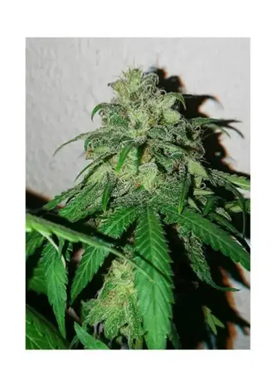 Mr. Shiska by Mr. Hide Seeds, Photoperiod cannabis strain