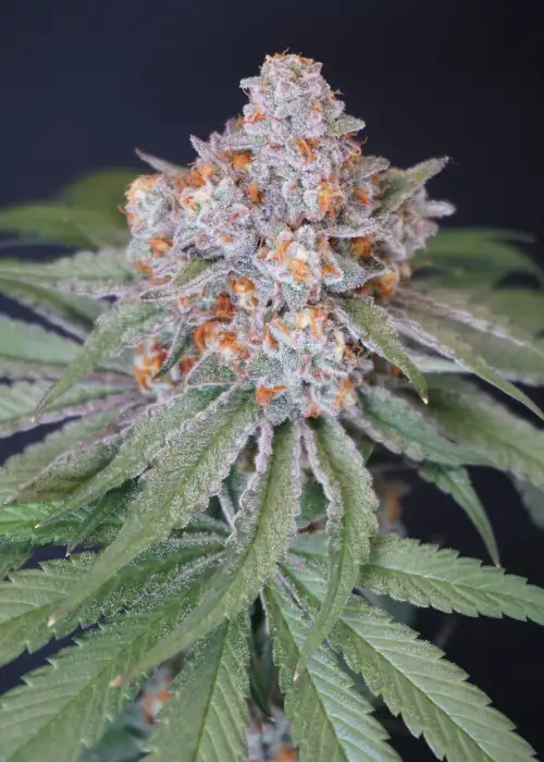 MS #29 by Karma Genetics, Photoperiod cannabis strain