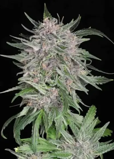 MSG (Mendocino Skunky Garlic) by Twenty20, Autoflower cannabis strain