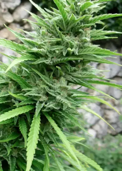 Muay Thai by Flash Seeds, Autoflower cannabis strain