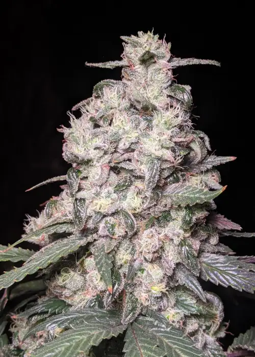 Muchacha by Twenty20, Autoflower cannabis strain