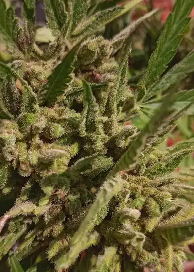 Mulled & Twisted by Twisted Tree Autoflowers, Autoflower cannabis strain