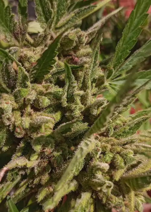 Mulled & Twisted by Twisted Tree Autoflowers, Autoflower cannabis strain