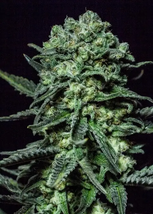 Muse by R-Kiem Seeds, Photoperiod cannabis strain