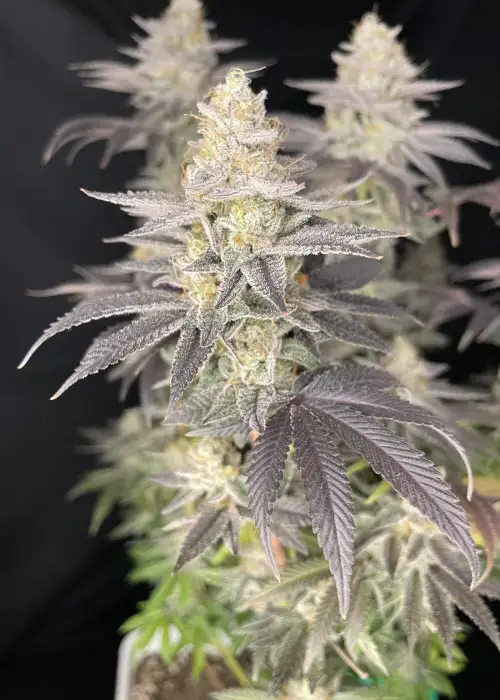 Muxika by Bask Triangle Farms, Photoperiod cannabis strain