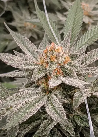 Mystery Mouth by Thug Pug Genetics, Photoperiod cannabis strain