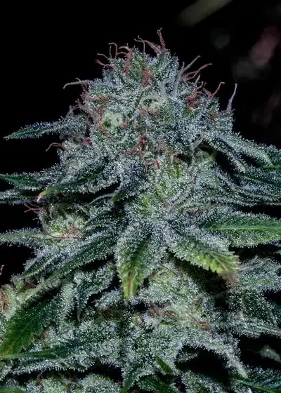 Mystic Cookie Auto by Positronics Seeds, Autoflower cannabis strain
